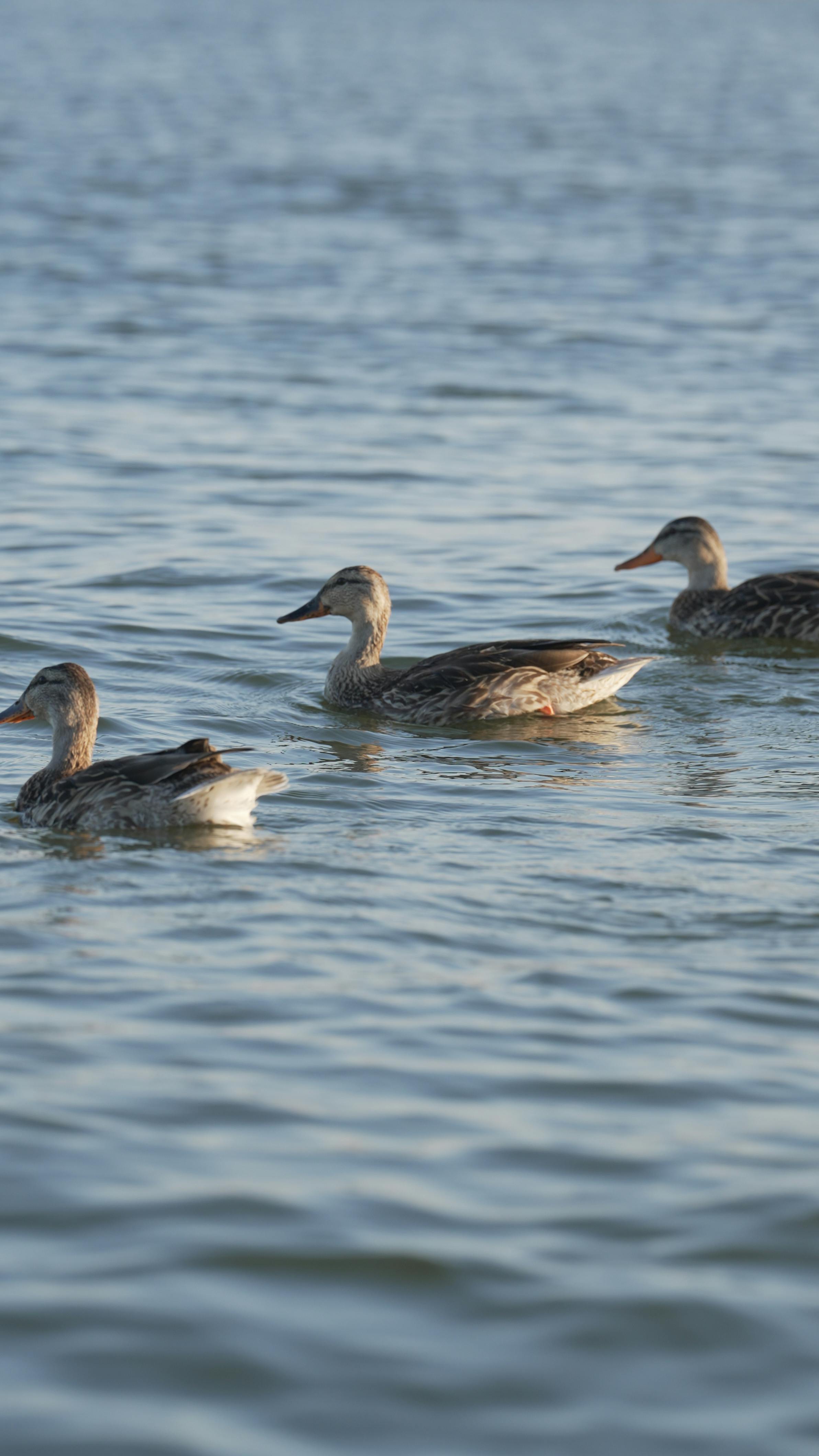 Lake Naivasha