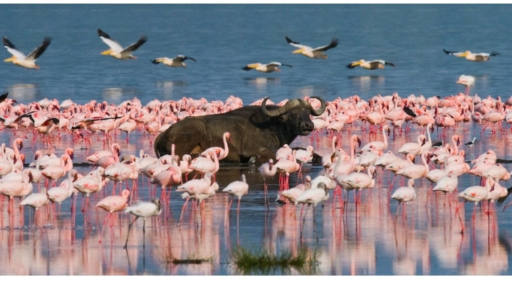 Lake Nakuru