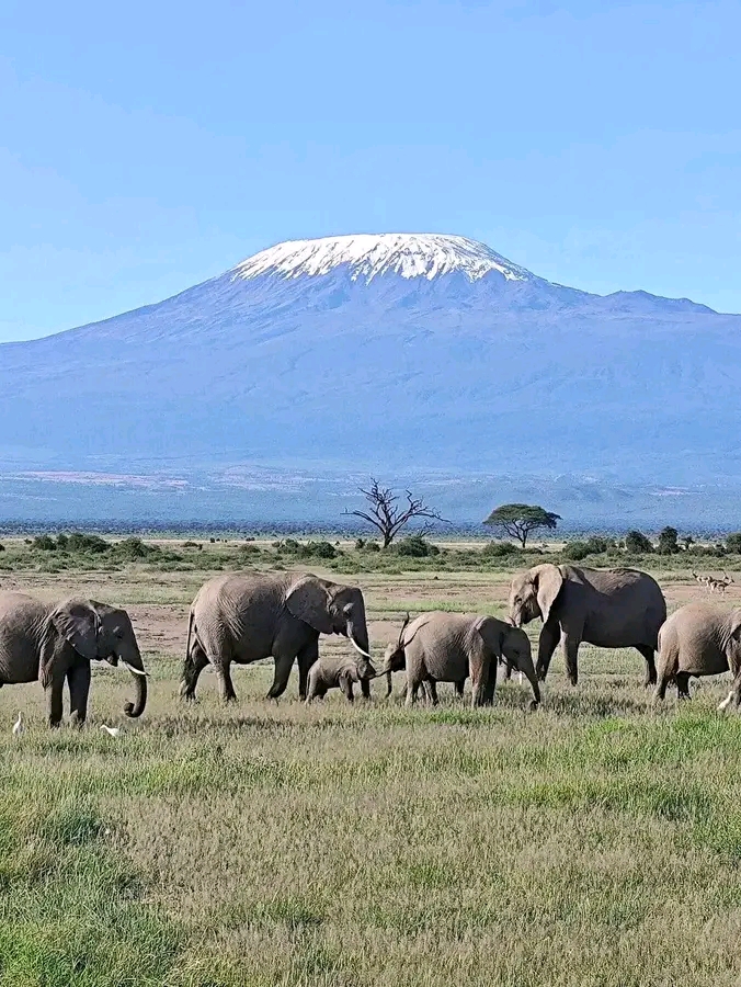 Amboseli