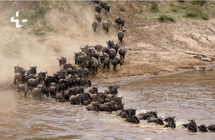 Maasai Mara